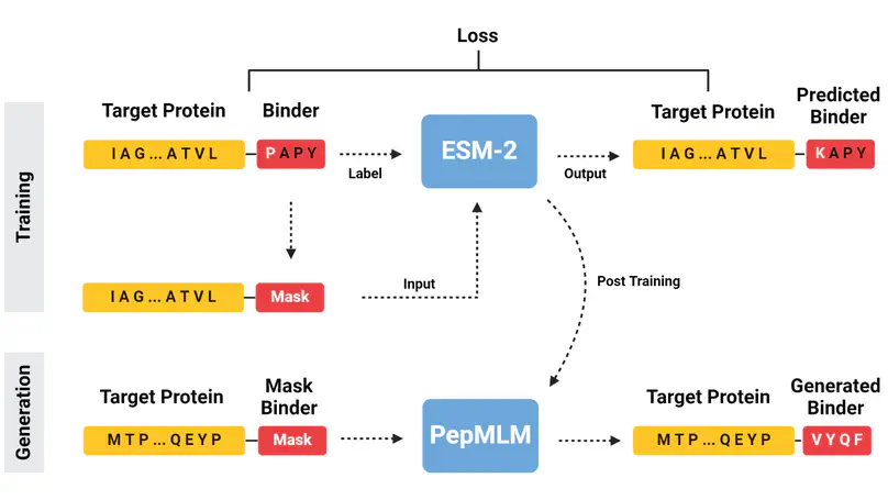 PepMLM: Target Sequence-Conditioned Generation of Peptide Binders via Masked Language Modeling